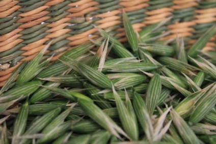 plantelor de ovăz sălbatic comun (ovăz sălbatic) plantă ovăz sălbatic Common
