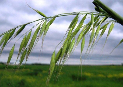 plantelor de ovăz sălbatic comun (ovăz sălbatic) plantă ovăz sălbatic Common