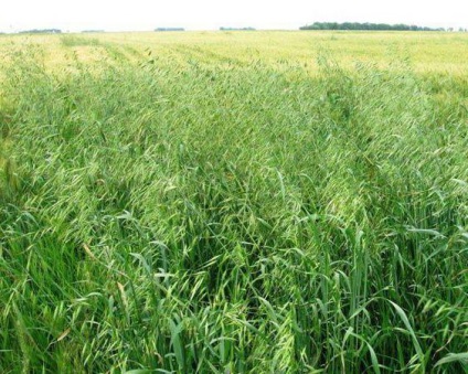 plantelor de ovăz sălbatic comun (ovăz sălbatic) plantă ovăz sălbatic Common
