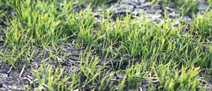 plante sălbatice, ovăz obișnuit (normal) plantă ovăz sălbatic Common