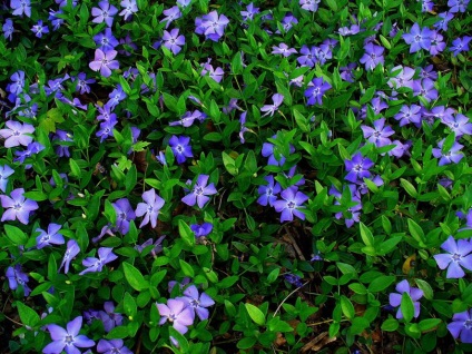 Plante pentru diapozitivele alpine - care sunt adecvate, lista pe termen lung (mai mulți ani) Plante pentru diapozitivele alpine - care sunt potrivite, lista pe termen lung