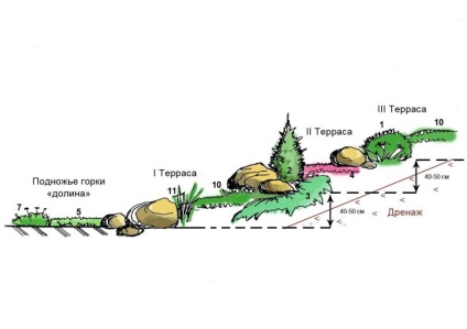 Plante pentru diapozitivele alpine - care sunt adecvate, lista pe termen lung (Alpine) Plante pentru diapozitivele alpine - care sunt potrivite, lista pe termen lung