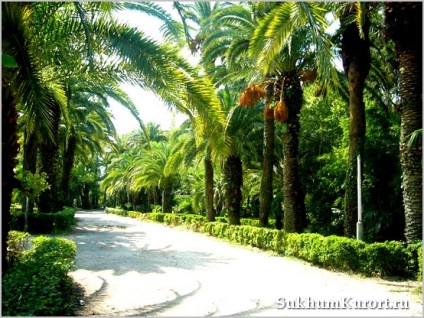 Flora Abhazia (flora din Abhazia) Flora din Abhazia