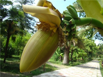 Vegetatia Abhazia (Abhazia vegetația) vegetație Abhazia