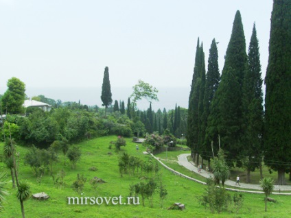Vegetația Abhazia (turism) vegetație Abhazia