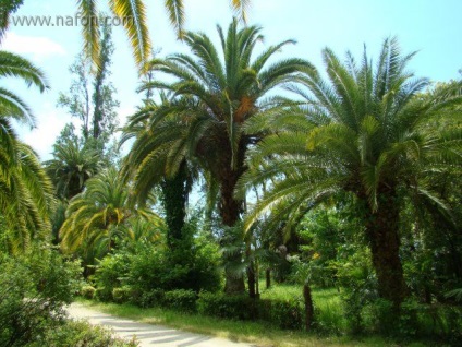 Vegetația Abhazia (restul în Sukhum) vegetație Abhazia