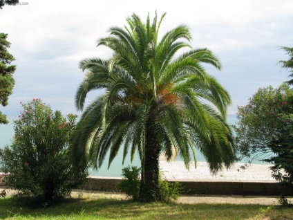 Vegetația Abhazia (Abhazia, case de vacanță) vegetație Abhazia