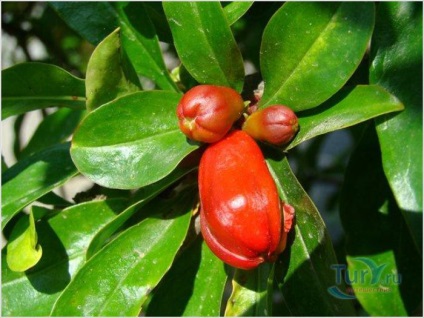 Vegetatia abhazia (abhaziei-Apsny) vegetație Abhazia