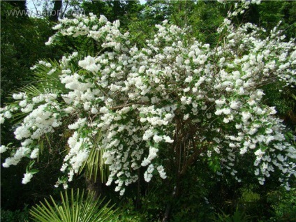 Vegetația Abhazia (turism) vegetație Abhazia