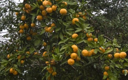 Vegetatia abhază (excursii Abhazia) vegetație Abhazia
