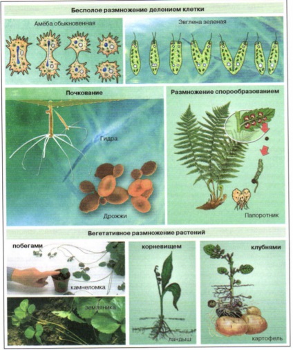 Reproducerea organismelor, biologie (organismele) Reproducerea organismelor, biologie