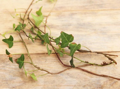 Reproducere iederă (Ivy) reproducere Ivy