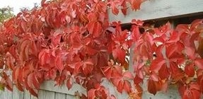 Reproducere iedera (soiuri decorative luminoase) reproducere Ivy