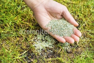 Reparații pe zona de gazon (gazon) Repararea gazonului de pe site-ul