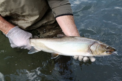 Loach beneficiază de pește și rău, care este bun pentru pescuit, retete delicioase, sărarea