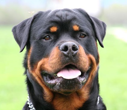 Rottweiler, descriere rasa, câini și natura fotografiilor (lungime) Rottweiler, descriere rasa, caracterul câini și fotografii