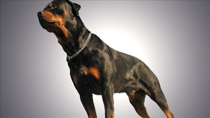 Rottweiler, descriere rasa, caracterul câini și imagine (foto) Rottweiler, descriere rasa, caracterul câini și fotografii