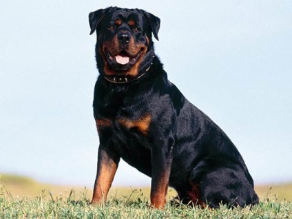 Rottweiler, descriere rasa, caracterul câini și imagine (foto) Rottweiler, descriere rasa, caracterul câini și fotografii