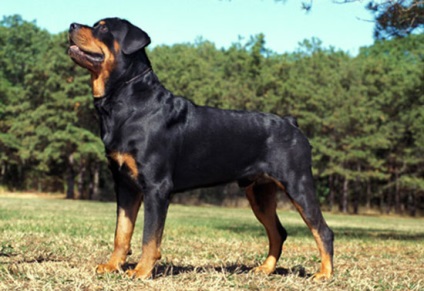 Rottweiler, descriere rasa, câini și natura fotografiilor (Rottweiler) Rottweiler, descriere rasa, caracterul câini și fotografii