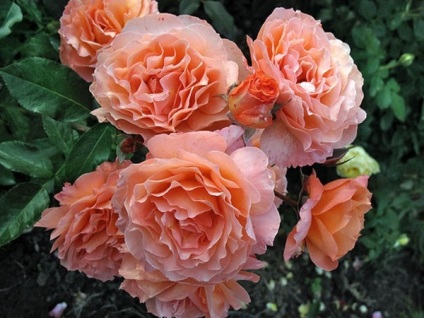 Rose Rose Encyclopedia chioșc foto, TV și cinema (Rose) Rose Rose chioșc fotografie Encyclopedia, TV și cinema