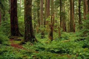 pădure românească ca o casă, „Kamyshlovsk știri“ (Kamyshlovsk) pădure românească ca o casă, „Kamyshlovsk știri“