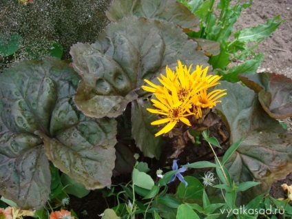 plante de gradina megalomanie cu frunze mari, gradina vyatskiy (frunze) plante de gradina megalomanie cu frunze mari, vyatskiy gradina