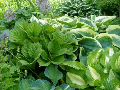 plante de gradina megalomanie cu frunze mari, vyatskiy Garden (grădină) plante de gradina megalomanie cu frunze mari, vyatskiy gradina