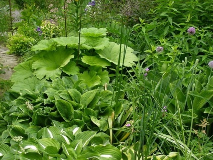 plante de gradina megalomanie cu frunze mari, vyatskiy Garden (grădină) plante de gradina megalomanie cu frunze mari, vyatskiy gradina