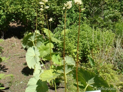 plante de gradina megalomanie cu frunze mari, gradina vyatskiy (plante) plante de gradina megalomanie cu frunze mari, vyatskiy gradina