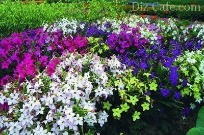 Florile cele mai parfumate pentru grădină (din grădină) Florile cele mai parfumate pentru grădină