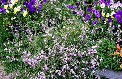 Florile cele mai parfumate pentru grădină (din grădină) Florile cele mai parfumate pentru grădină