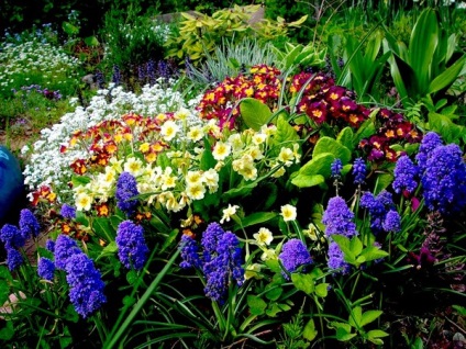 Florile cele mai parfumate pentru grădină (flori) Florile cele mai parfumate pentru grădină