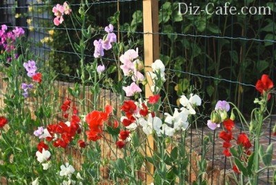 Florile cele mai parfumate pentru grădină (mai) Florile cele mai parfumate pentru grădină
