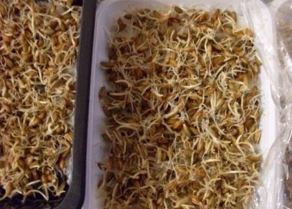 Moonshine de grâu fără rețetă vodca drojdie din grâu, Braga grâu (moonshine) Moonshine de grâu fără rețetă vodca drojdie din grâu, grâu Braga