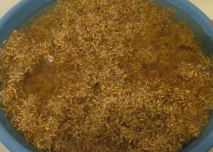 Moonshine de grâu fără rețetă vodca drojdie din grâu, Braga grâu (moonshine) Moonshine de grâu fără rețetă vodca drojdie din grâu, grâu Braga