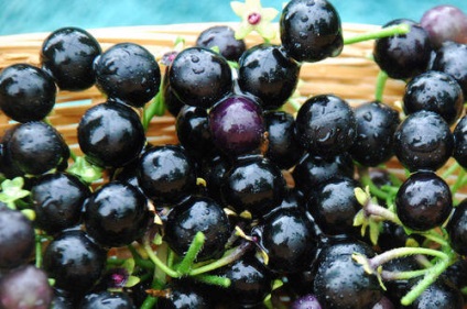 Sunberry - Culturi solanaceelor - legume (culturi) culturi solanaceelor - - Sunberry legume