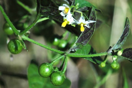 Sunberry - Culturi solanaceelor - legume (Solanaceae) culturi solanaceelor - - Sunberry legume