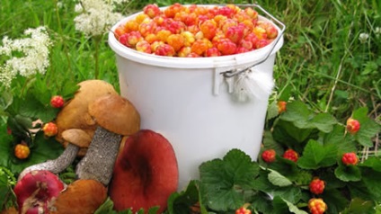 Colectarea și câștigurile de pe ciuperci și fructe de pădure (câștiguri) Colectarea și câștigurile pe ciuperci și fructe de pădure