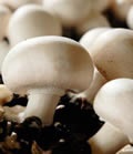Colectarea și câștigurile de pe ciuperci și fructe de pădure (câștiguri) Colectarea și câștigurile pe ciuperci și fructe de pădure