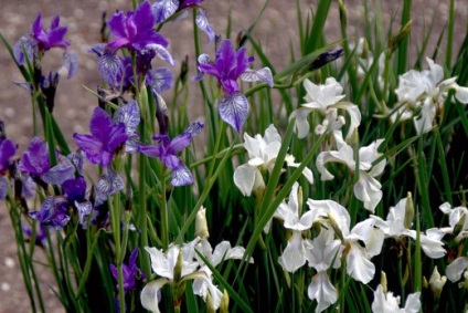 Secretele de cultivare iriși siberian (Siberian) Secretele de cultivare de irisi Siberian