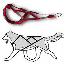 Nordic Sledge Dogs (Alaska) Nordic Sledge Câini