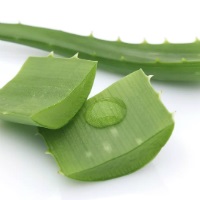 Sage în produsele cosmetice - utilizarea de plante (cosmetologie) Sage în produsele cosmetice - utilizarea de plante
