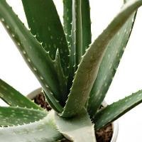 Sage în produsele cosmetice - utilizarea de plante medicinale (salvie) Sage în produsele cosmetice - utilizarea de plante