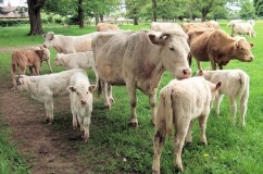 vaci din rasa Charolais Descriere detaliata, caracterizare, producției de lapte și foto (diluție) vaci de rasa Charolais descriere detaliată, caracteristicile, producției de lapte și fotografii