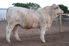 vaci de rasa Charolais descriere detaliată, caracterizare, producției de lapte și foto (rocă) vaci de rasa Charolais descriere detaliată, caracteristicile, producției de lapte și fotografii