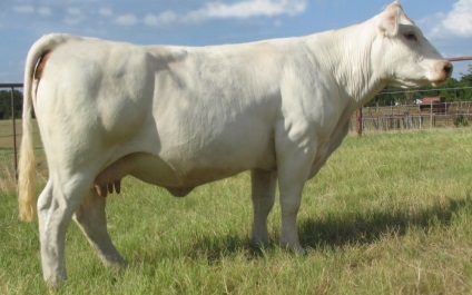 vaci din rasa Charolais Descriere detaliata, caracterizare, producției de lapte și foto (diluție) vaci de rasa Charolais descriere detaliată, caracteristicile, producției de lapte și fotografii