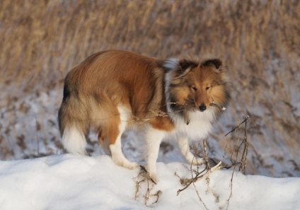 Sheltie, ea e Ciobănesc de Shetland (Shepherd) Sheltie, ea e Ciobănesc de Shetland