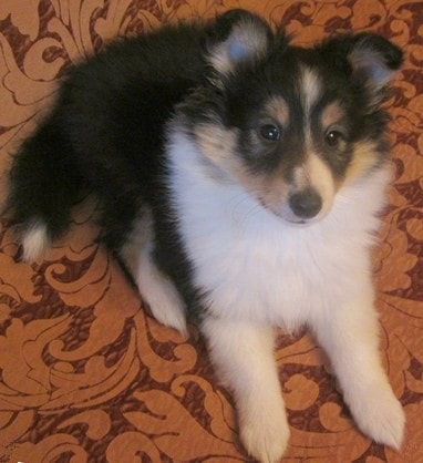 Sheltie, ea e Ciobănesc de Shetland (sheltie) Sheltie, ea e Ciobănesc de Shetland