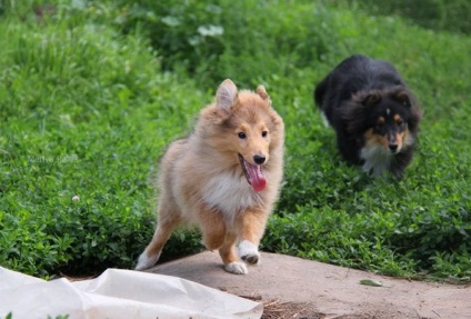 Sheltie, ea e Ciobănesc de Shetland (sheltie) Sheltie, ea e Ciobănesc de Shetland