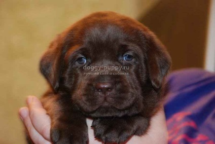 Ciocolata labrador fotografie, preț și caracteristici - faunei sălbatice